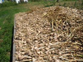 Sprouting Garlic