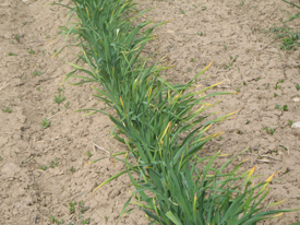 Growing Garlic