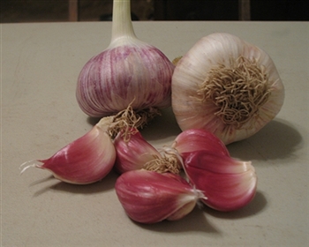 OG German Red Garlic