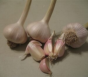 OG Music Garlic