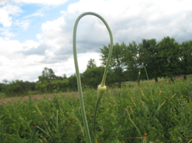 Growing Garlic